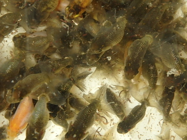 f0334143_9572955.jpg