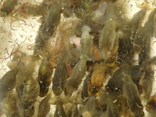 f0334143_9573528.jpg