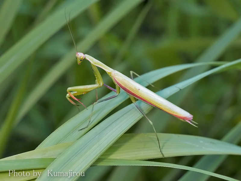 ウスバカマキリ_b0192746_20585340.jpg