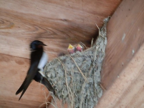 親ツバメの悲鳴 巣がヘビに襲われ 田舎暮らしのケセラセラ１