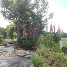 e0106251_23563485.jpg