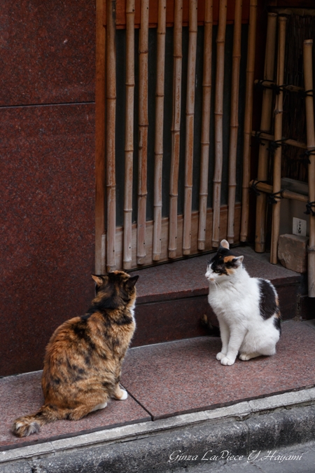 猫のいる風景　銀座猫　仲良し三毛_b0133053_0132074.jpg