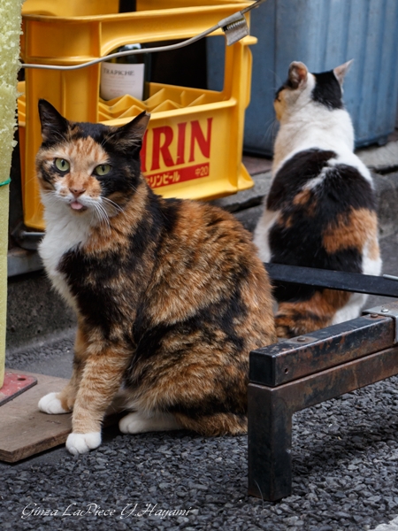 猫のいる風景　銀座猫　仲良し三毛_b0133053_0132256.jpg