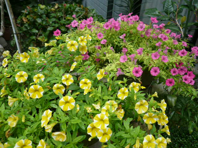 c0043055_1244856.jpg