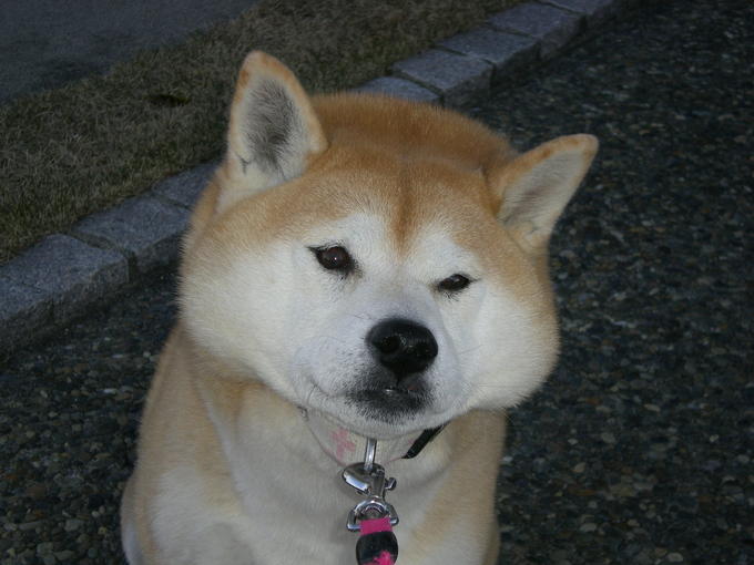 ’14,7、6(日)晴れた日の愛ちゃん散歩は・・・?_f0060461_10164854.jpg