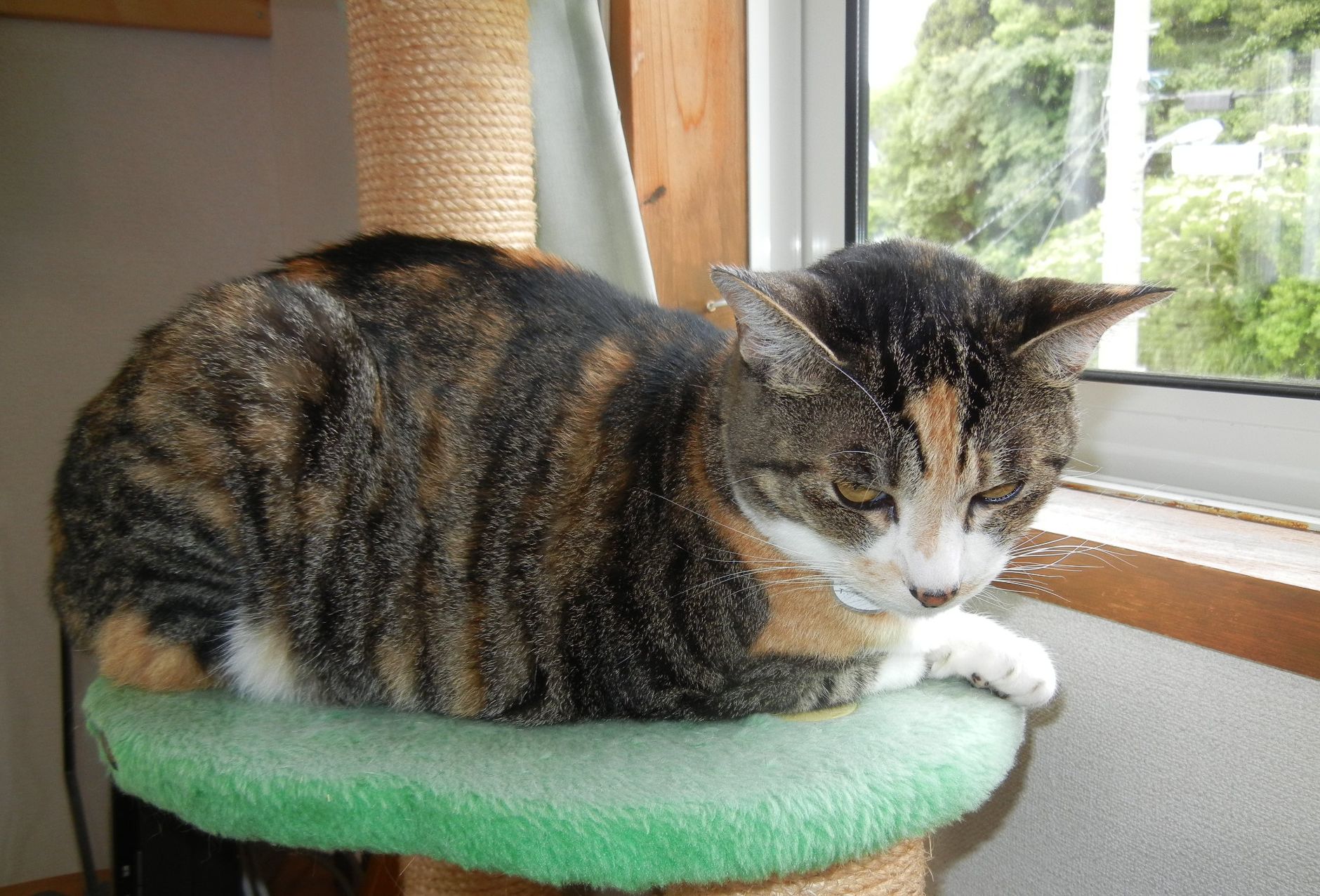 ’14,7、6(日)晴れた日の愛ちゃん散歩は・・・?_f0060461_10224482.jpg