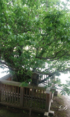 素敵な京都の出来事!_d0110462_2312117.gif