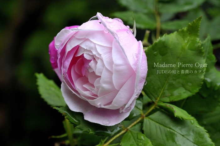 マダム ピエール オジェ 14一番花 ｊｕｄｅの庭と薔薇のカヲリ