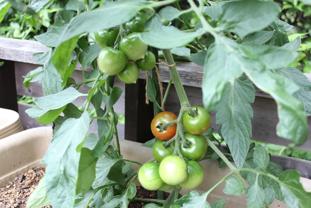 夏野菜収穫_c0310571_05093397.jpg