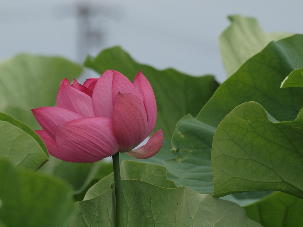 『蓮の花咲く風景(森川花はす田)』_d0054276_2037373.jpg