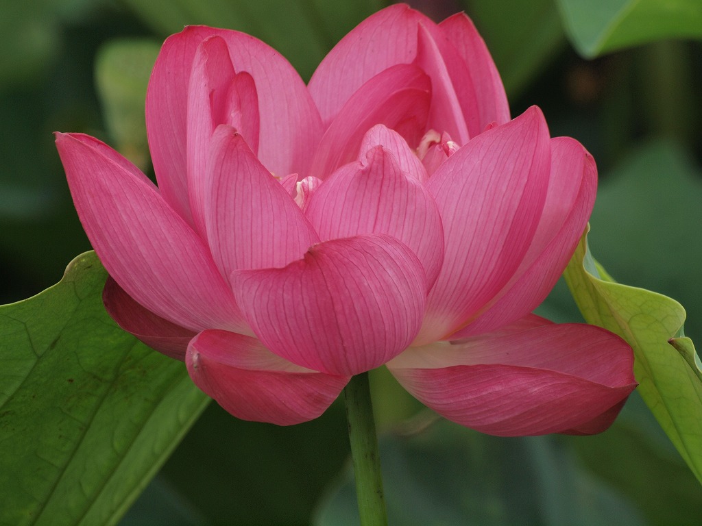 『蓮の花咲く風景(森川花はす田)』_d0054276_20461899.jpg