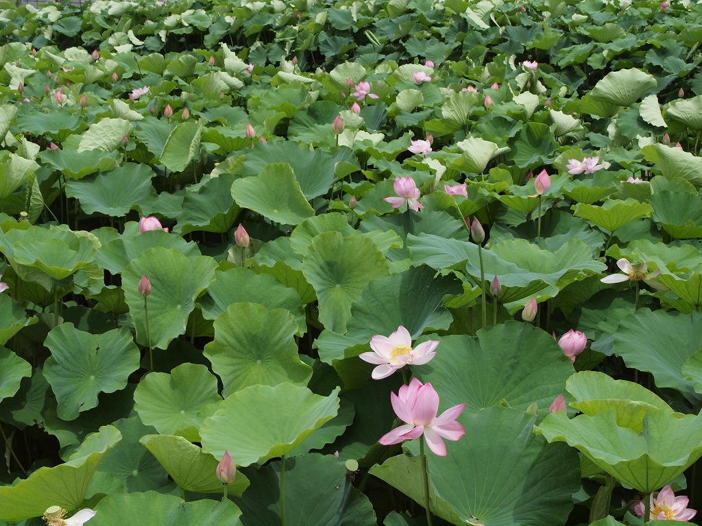 『蓮の花咲く風景(森川花はす田)』_d0054276_20463456.jpg