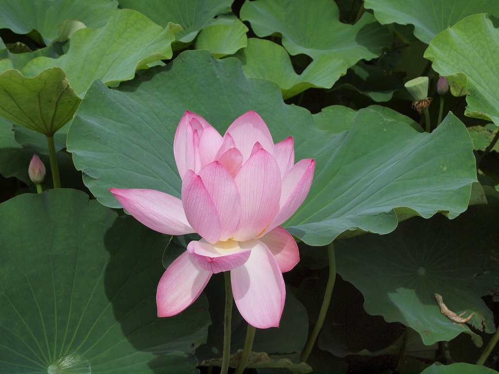 『蓮の花咲く風景(森川花はす田)』_d0054276_20464860.jpg