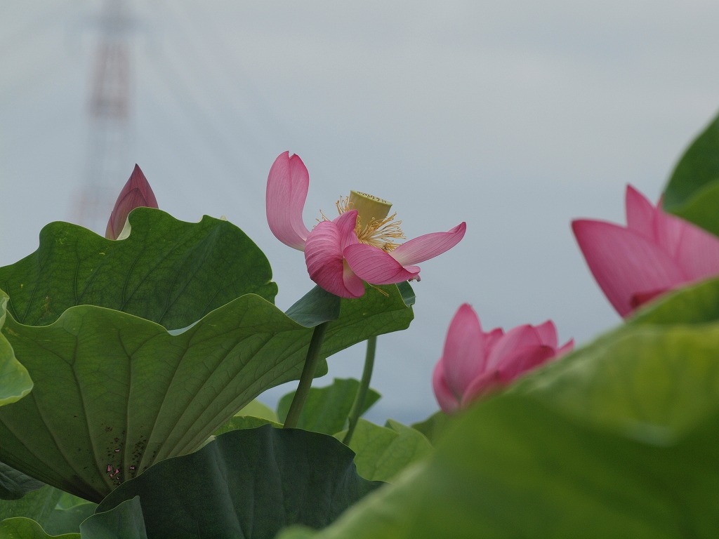 『蓮の花咲く風景(森川花はす田)』_d0054276_20511990.jpg