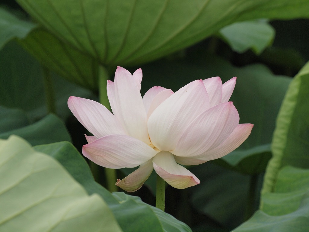 『蓮の花咲く風景(森川花はす田)』_d0054276_214437.jpg