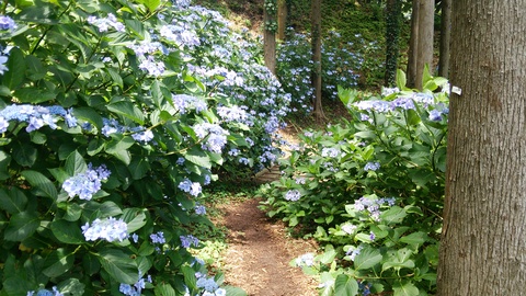 涸沼自然公園のあじさいまつり_e0268680_16373568.jpg