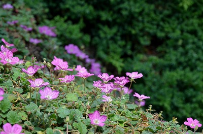 c0229483_20154914.jpg
