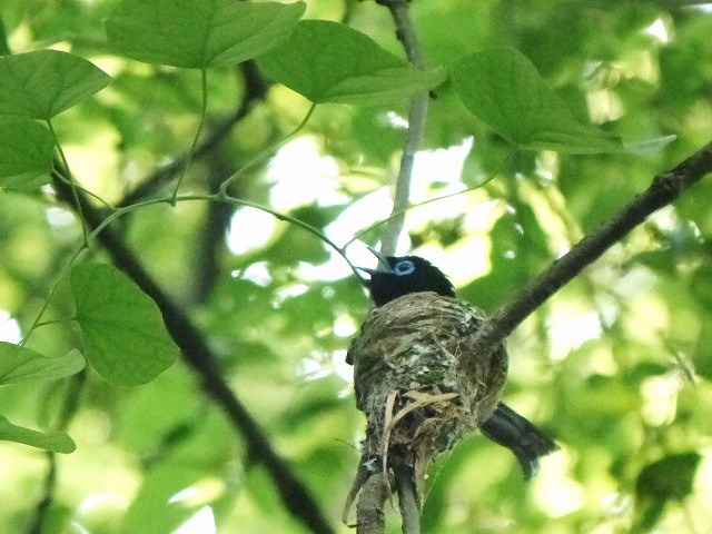 サンコウチョウ雄♂の抱卵_d0088184_11232873.jpg