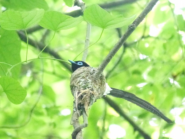 サンコウチョウ雄♂の抱卵_d0088184_1124448.jpg