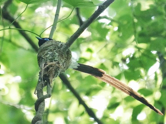 サンコウチョウ雄♂の抱卵_d0088184_11261981.jpg