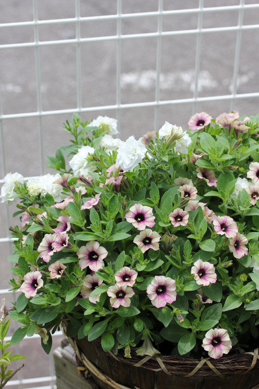 ペチュニア系の寄せ植え_a0292194_20263546.jpg