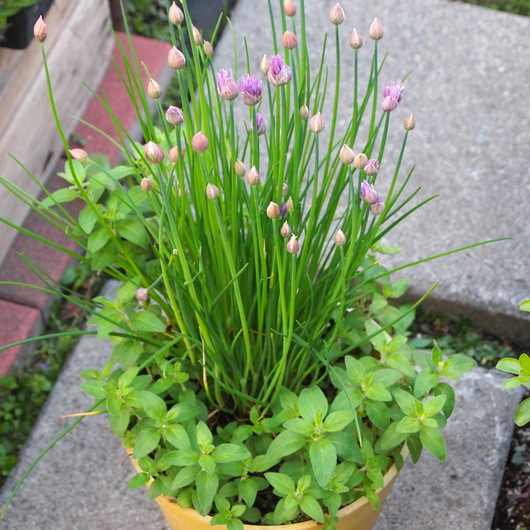 キッチンハーブの寄せ植え_a0292194_2117823.jpg