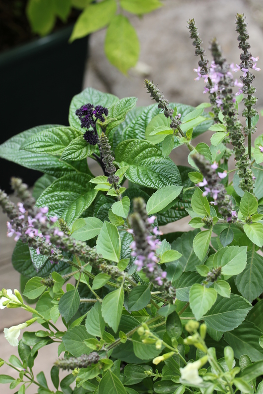 お花としてのハーブの寄せ植え_a0292194_225441.jpg