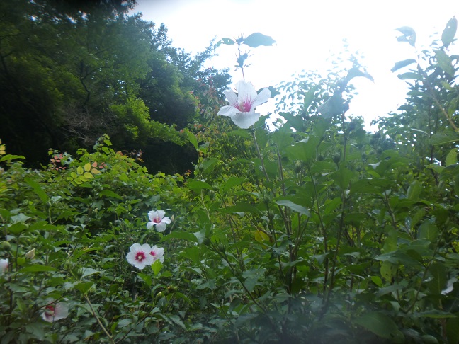 木槿の季節_d0087595_227231.jpg