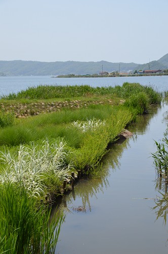 湖山池ナチュラルガーデン 雑木林の家から Nishio