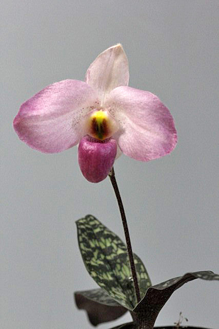 Paph.Ho-Chi Minh_d0007501_81056.jpg