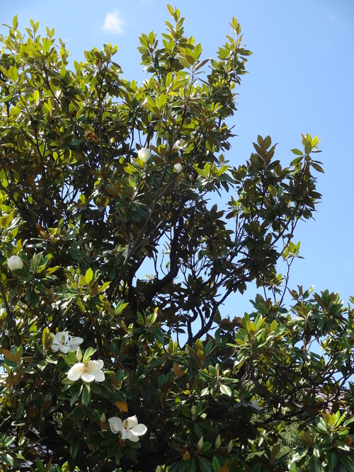 c0279611_2081635.jpg
