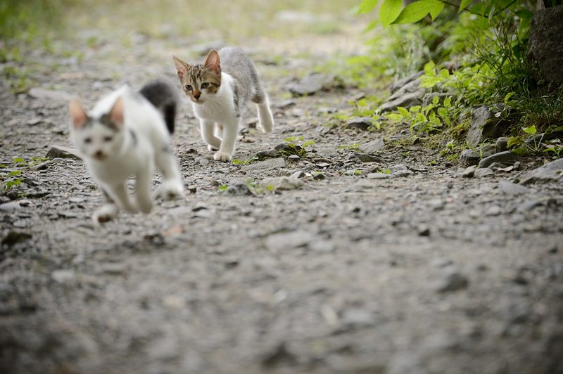 町角ニャンコ・オチビちゃん登場～!!!_f0032011_19454143.jpg