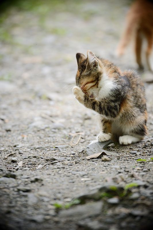 町角ニャンコ・オチビちゃん登場～!!!_f0032011_19461060.jpg