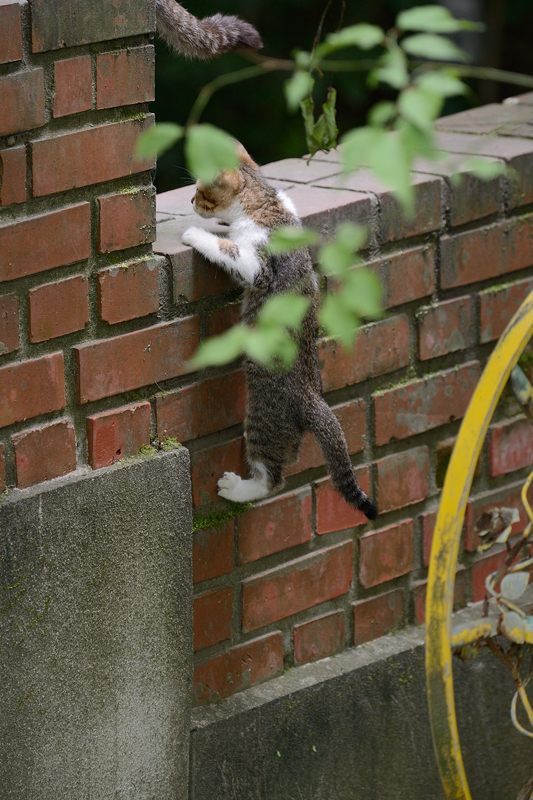 町角ニャンコ・オチビちゃん登場～!!!_f0032011_19464791.jpg