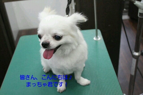 七夕_b0130018_0428.jpg