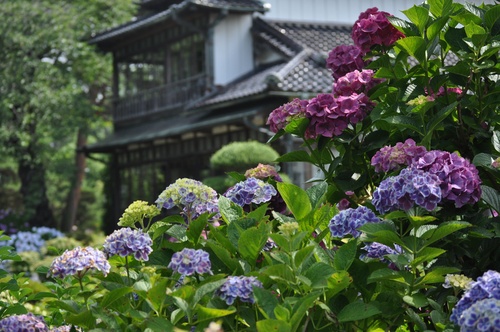 和風庭園を彩る紫陽花 花と写真と 和風庭園を彩る紫陽花 花と写真と