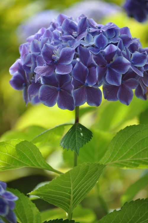 和風庭園を彩る紫陽花 花と写真と 和風庭園を彩る紫陽花 花と写真と