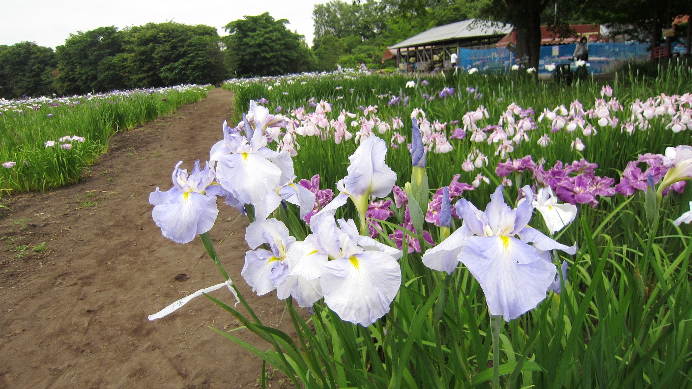 2400) 「八紘学園・菖蒲園　開園　7月5日（土）～7月22日（火）　300円」_f0126829_15245659.jpg