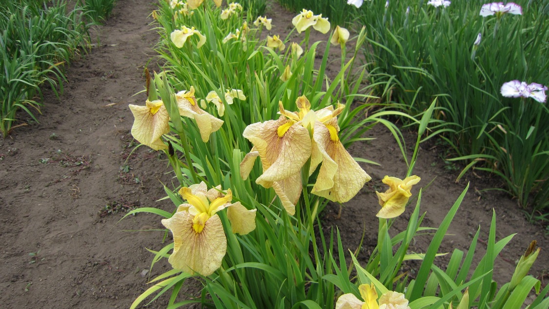2400) 「八紘学園・菖蒲園　開園　7月5日（土）～7月22日（火）　300円」_f0126829_15254295.jpg