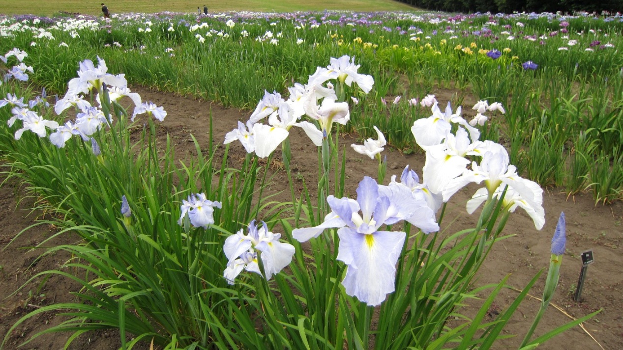 2400) 「八紘学園・菖蒲園　開園　7月5日（土）～7月22日（火）　300円」_f0126829_15431917.jpg