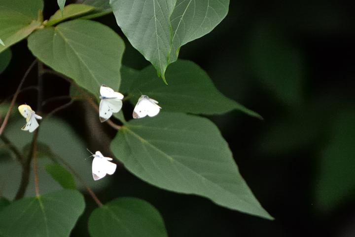 b0191934_23455727.jpg