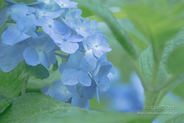 THE・梅雨！な朝に♪_b0197639_17234183.jpg