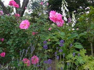 ジャガイモの花と小麦畑_e0326953_9323880.jpg