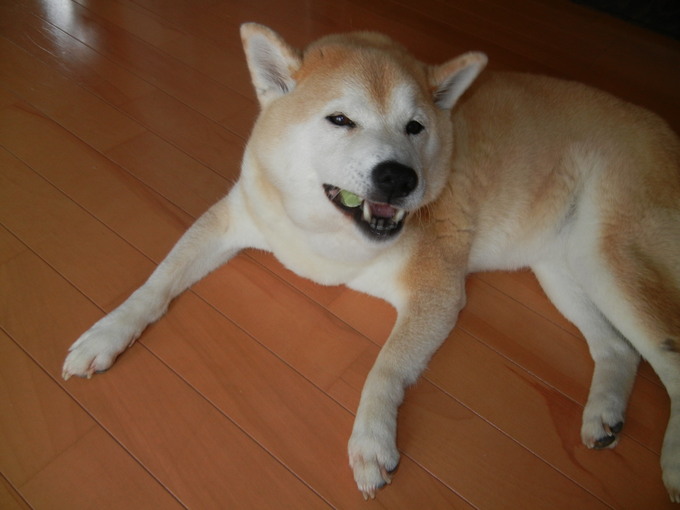 ’14,7,7(月)七夕だけど・・・雨!_f0060461_9144238.jpg