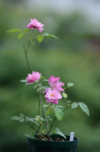 梅雨空に咲くバラたち・・・・・・・・♪_c0186463_171913.jpg