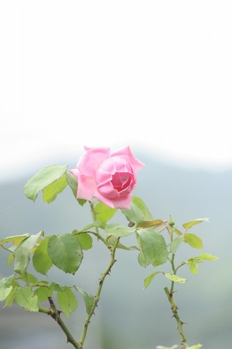 梅雨空に咲くバラたち・・・・・・・・♪_c0186463_17301940.jpg