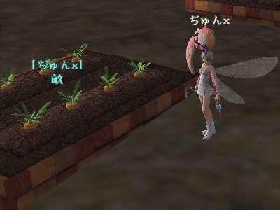 栽培のやり方_d0023063_1421058.jpg