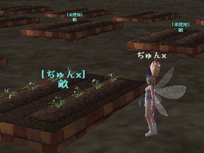 栽培のやり方_d0023063_14525487.jpg