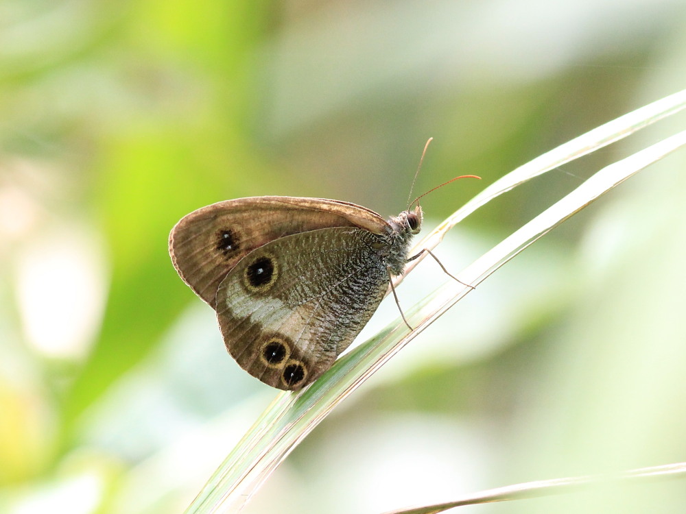 a0146869_21658.jpg
