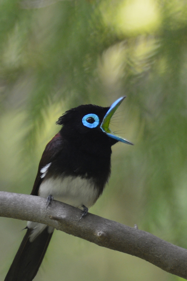 サンコウチョウ_f0053272_1016192.jpg